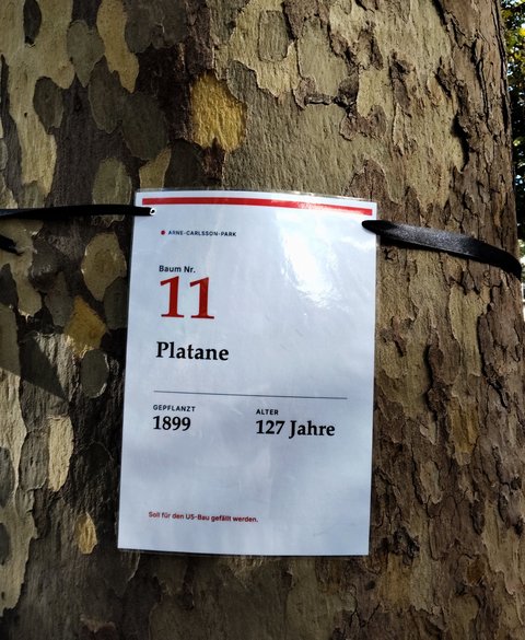 Schild an einer Platane: Baum Nr. 11, gepflanzt 1899, 127 Jahre alt – soll für den U5-Bau gefällt werden