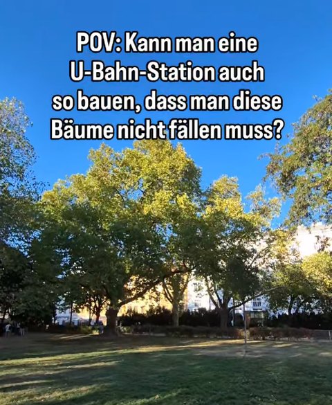 Vorschaubild: Platanen im Arne-Karlsson-Park, Text „Kann man eine U-Bahn-Station auch so bauen, dass man diese Bäume nicht fällen muss?“