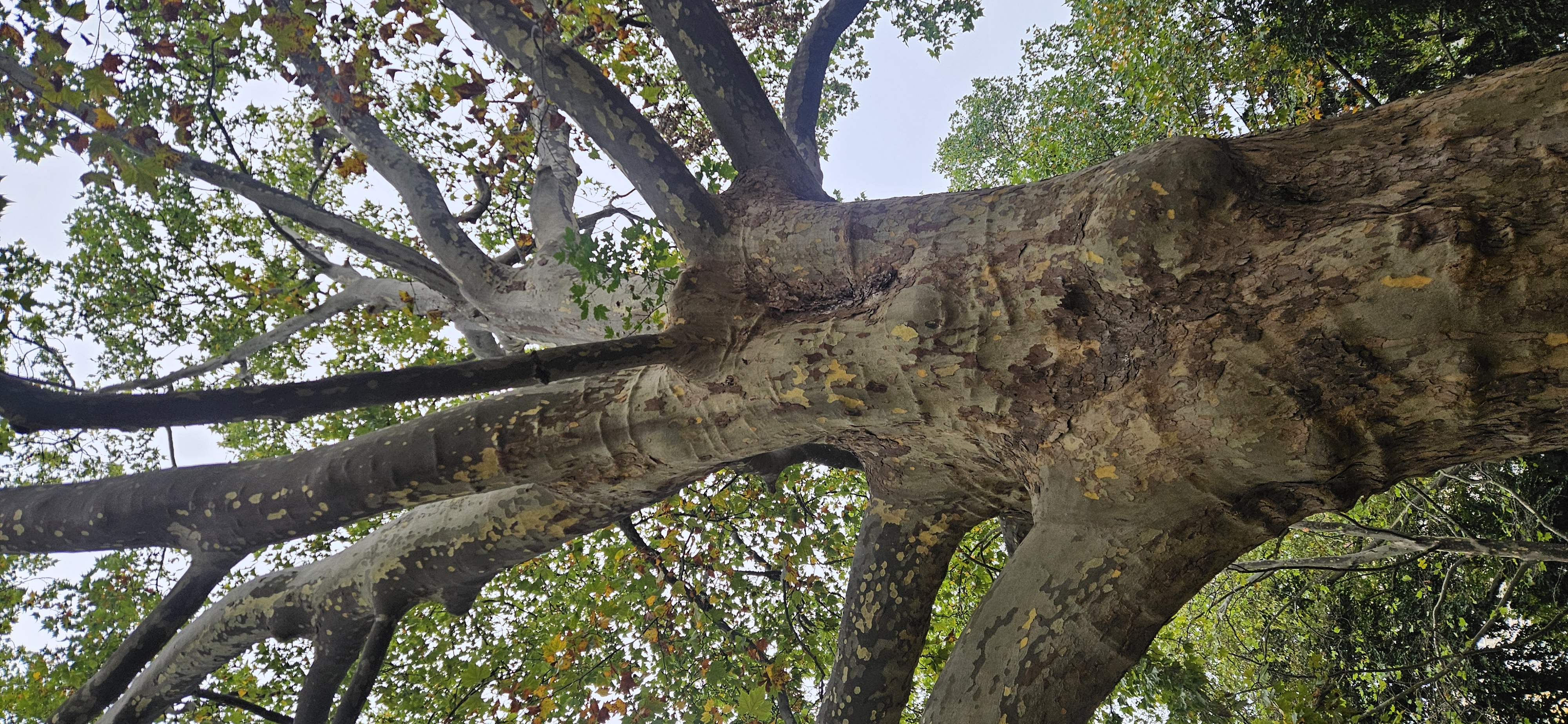 Blick am gefleckten Stamm einer Platane hinauf in die Krone